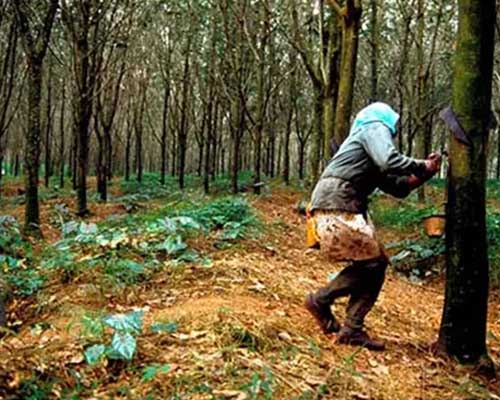 Malaysian Rubber Industry